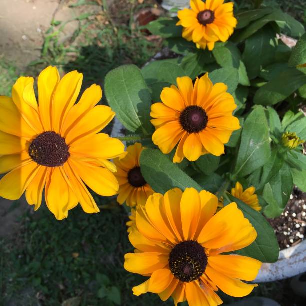 istock Black-eyed Susans close-up 1276890879