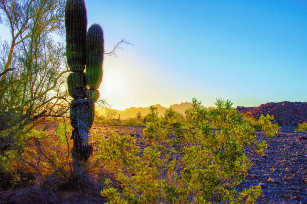 istock Carnegiea gigantea at sunrise 1276892875
