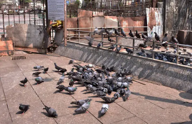 Photo of Pigeons eating food in a herd in a Temple.
