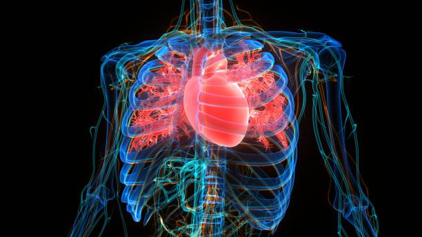 istock Human Circulatory System Heart Anatomy 1276894408