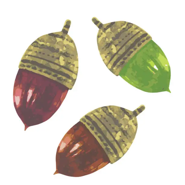 Vector illustration of Green and brown acorns of three types. Watercolor painting