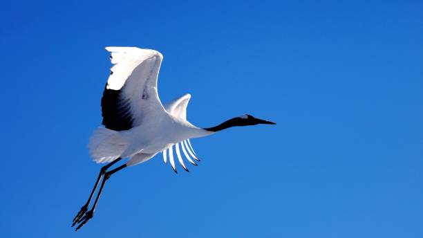 istock Red-crowned crane flying in the refreshing summer sky 1276895364