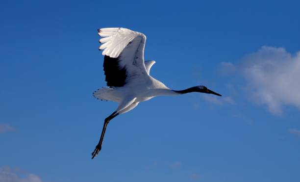 istock Red-crowned crane flying in the refreshing summer sky 1276895370