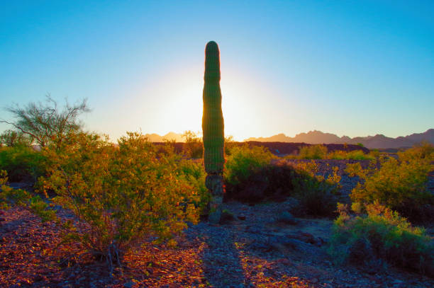 istock Carnegiea gigantea at sunrise 1276895371