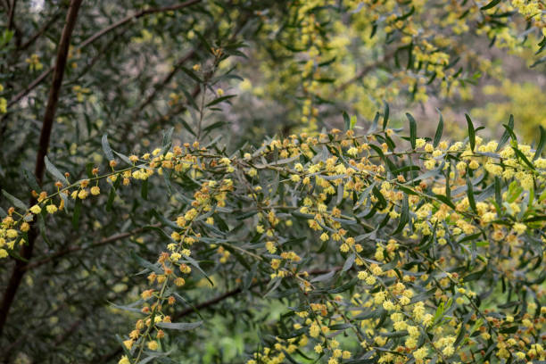 istock yellow wattle flowers in close up 1276895454