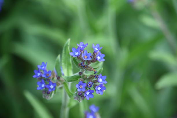flower of Alkanna tinctoria