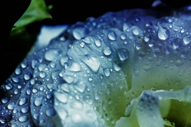 istock Water drops on pale blue flower 1276899591