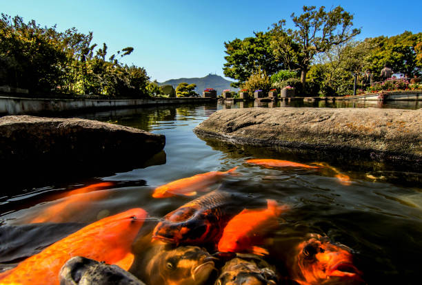 istock Fancy carps or koi fishes in a darken pond 1276899671