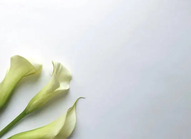 Calla flowers on white background