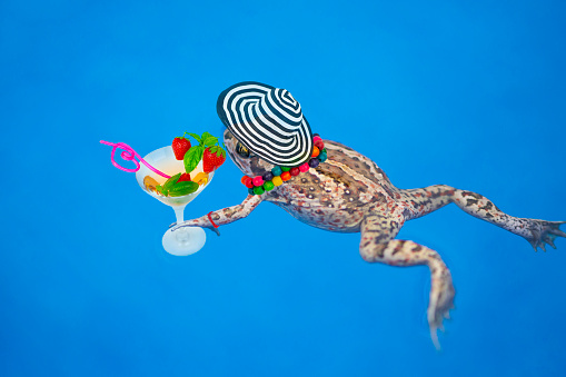 cocktail with mint, champagne and strawberries in the pool in the hand of the frog, blue background