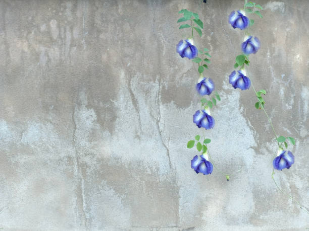 istock Violet Butterfly pea flowers hanging on concreat wall with free copy space. 1276905599