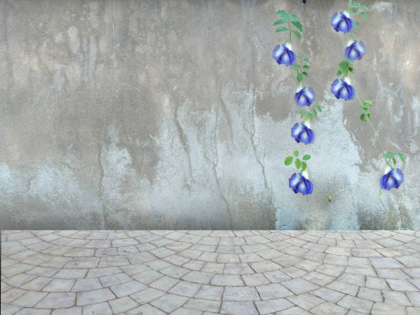 Violet Butterfly pea flowers hanging on concreat wall and  gray cobblestone bricks floor with free copy space.