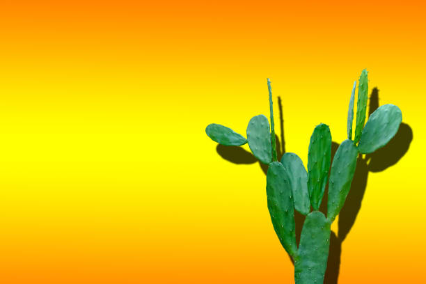 istock Hard light of green succulent cactus isolated on orange-yellow gradient background. 1276906500