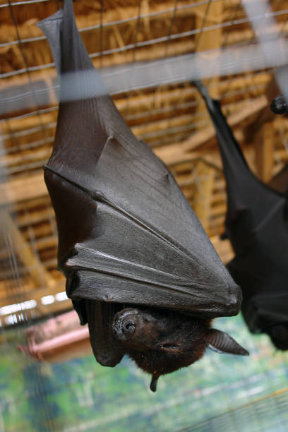 istock Low Angle View Of Bat Hanging In Cage 1276907446