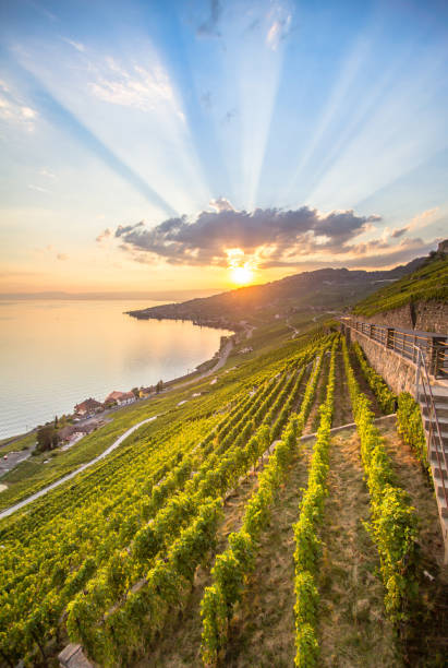 Vineyards in Lavaux region, Switzerland World famous vineyards in Lavaux region in Chexbres, Switzerland french riviera photos stock pictures, royalty-free photos & images