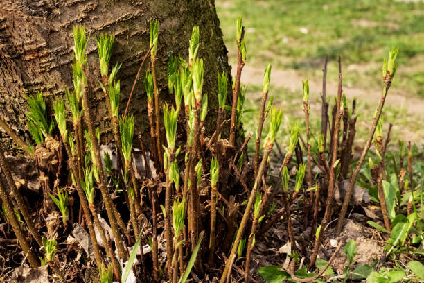 緑の芽が近くに咲いている枝 - chestnut close up close to macro ストックフォトと画像