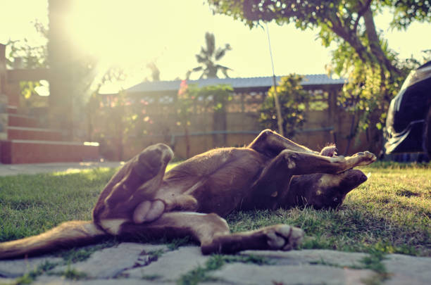 Nap Time