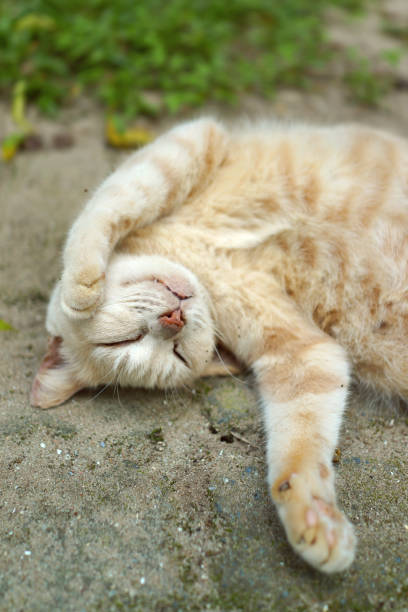 istock Domestic Cat lying on the floor 1276911577