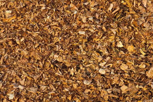 istock Dry autumn leaves top view, natural background, texture 1276916060