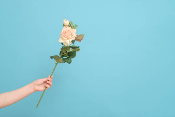 istock rose in female hand on blue background 1276916198