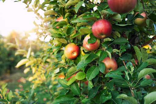 Apple orchard. Tree branch with apples in sunset.