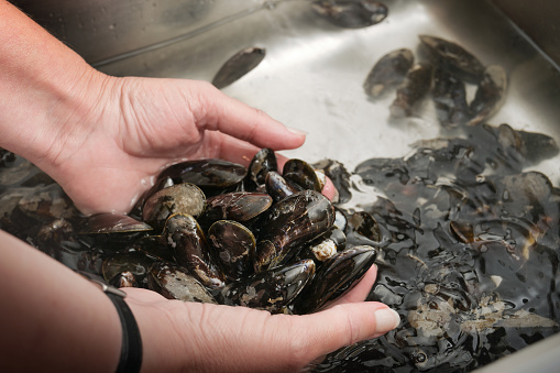 Hands of a woman washing mussels in a sink with cold water, copy space, selected focus, narrow depth of field