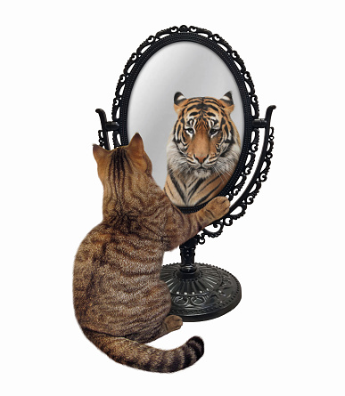 A beige cat stares his reflection in a mirror. He sees a tiger there. White background. Isolated.