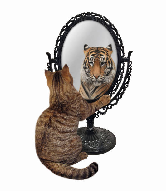 Cat near metal oval mirror A beige cat stares his reflection in a mirror. He sees a tiger there. White background. Isolated. illusion photos stock pictures, royalty-free photos & images