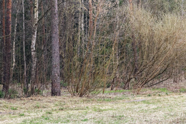 istock Edge near the spring forest, trees and bushes 1276920594