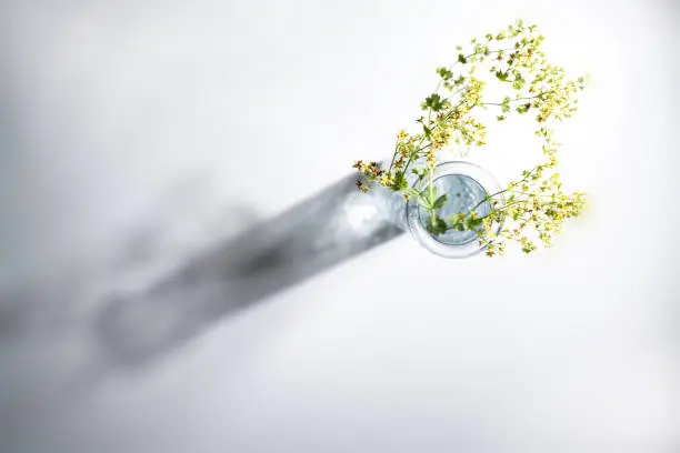 Photo of Flowers from lady's mantle (Alchemilla) in a glass vase with a long shadow on a gray background, abstract photography with copy space, high angle view from above, selected focus