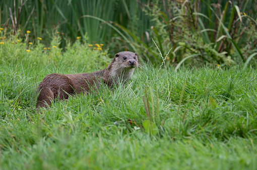 Scenic close up of an Otter sitting on grass