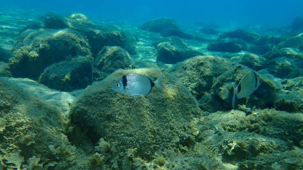 istock Common two-banded sea bream (Diplodus vulgaris) undersea, Aegean Sea 1276922804