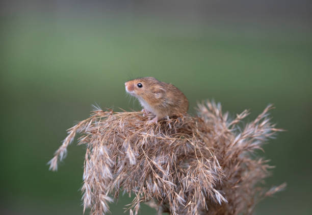 Harvest Mouse Close up of a Harvest Mouse on plant head wild mouse stock pictures, royalty-free photos & images