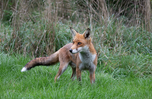 Red Fox in Woodland setting