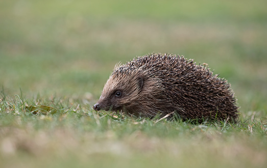 Low angled view of a Hedgehog on grass