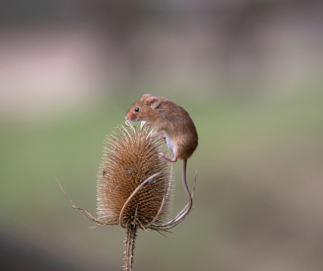 Harvest Mouse balancing on teasel head