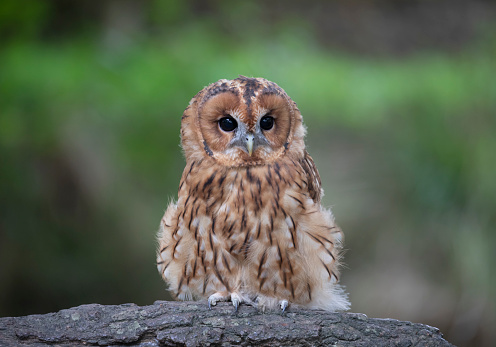 Young owl sits on tree branch and phlegmatically watches movement around with its black pupils in its entire eye, practically without blinking or moving. Owl gives impression of motionless statue