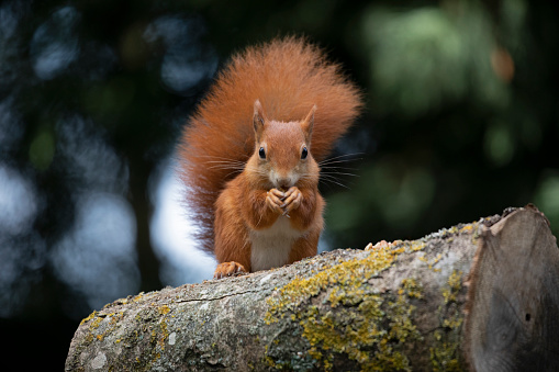 Red Squirrel sitting on a tree stump with bushy tail