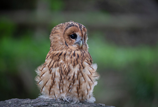 Young Eurasian Eagle Owl perched on grass