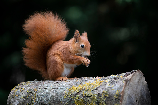 Squirrel on tree on winter day