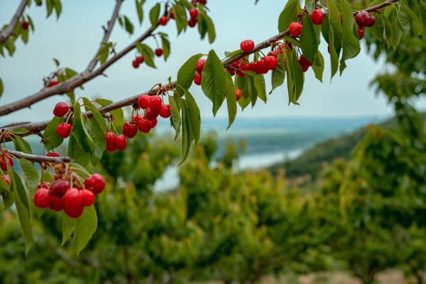 Ripe cherries with Danube in the background stock photo