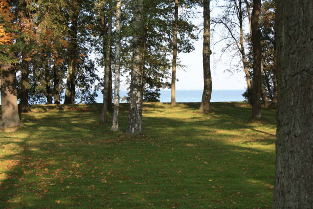 istock autumn Park with yellow leaves on a Sunny day. 1276926763