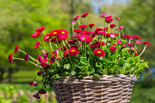 Group of red daisies flourishing in wicker basket. I took this photo in the Netherlands during spring season. The beautiful flowers were standing outside on a garden table. On the blurred background you see trees in a park with fresh green leaves.