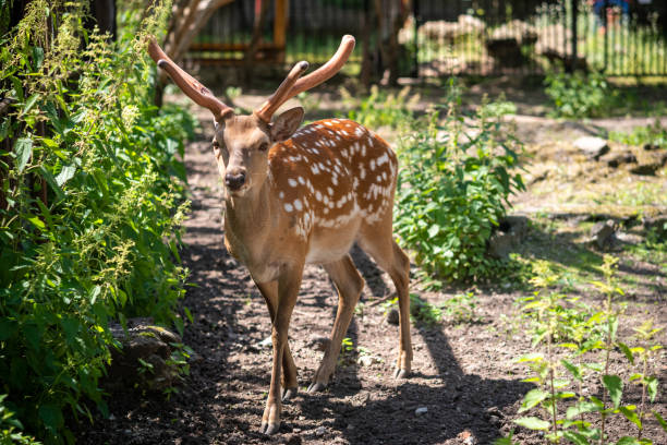 istock Red brown spotted deer, shallow depth of field. 1276927584