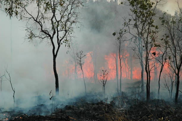 planned burning of undergrowth in litchfield national park, nt, australia - eucalyptus tree tree australia tropical rainforest imagens e fotografias de stock