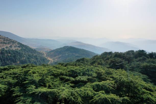 レバノンの杉 - lebanon landscape nature famous place ストックフォトと画像