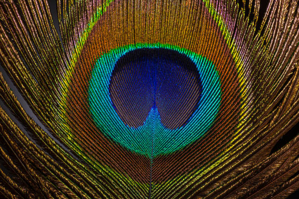 istock macro image of peacock feather/Peacock Feather,Macro peacock feather,Feather, Peacock, Peacock Feather, Macrophotography, Nature 1276928101