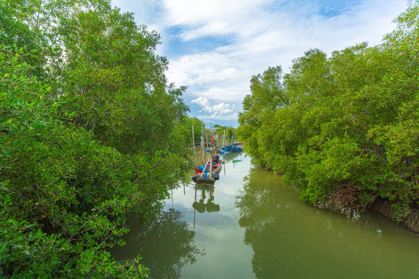 fishing boat anchored among mangrove forest - goa beach india green imagens e fotografias de stock