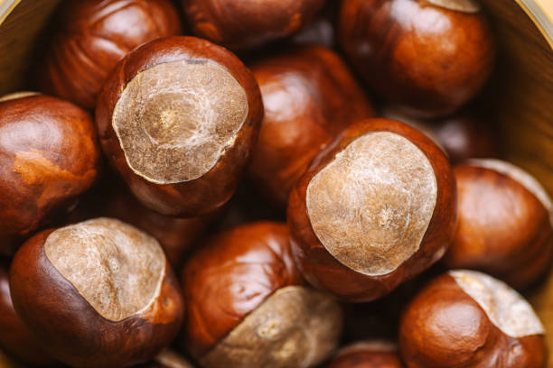 chestnut close up - chestnut food nut fruit imagens e fotografias de stock