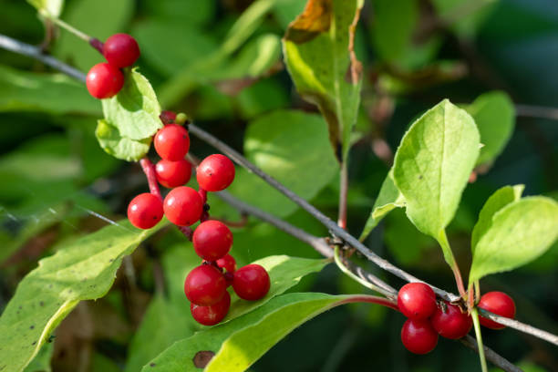 istock Red Schisandra berries in the garden, selective focus. 1276928994